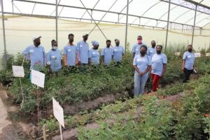 green plants, working people