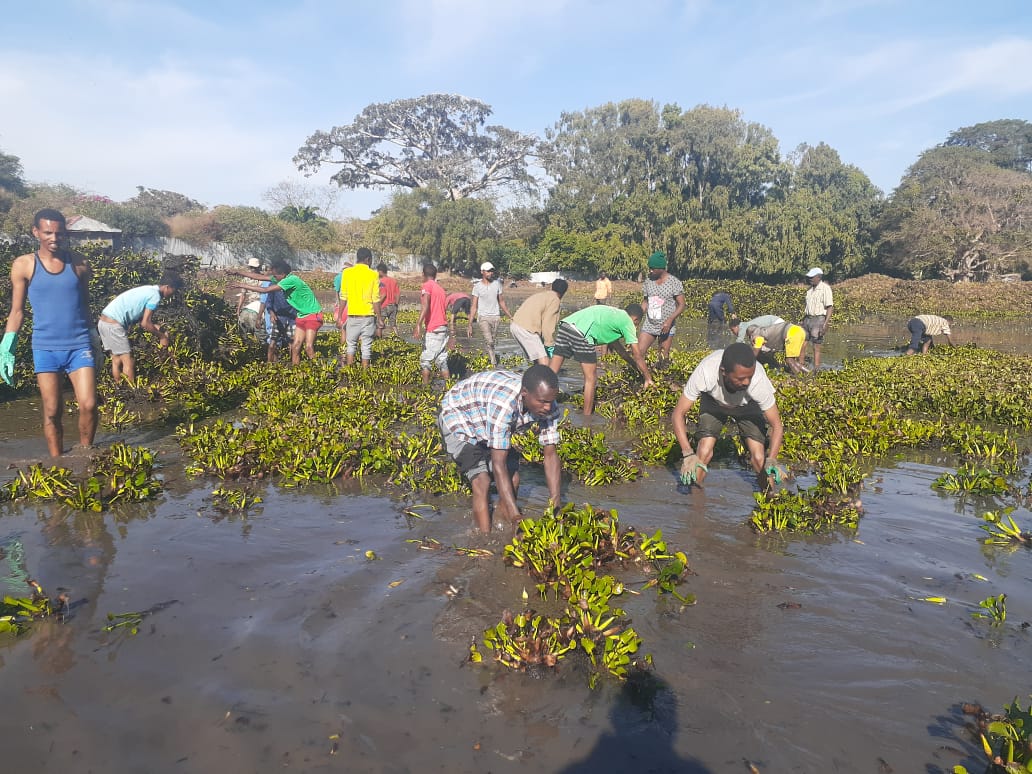 Protecting the Lake water hyacinth removal Sher Ethiopia